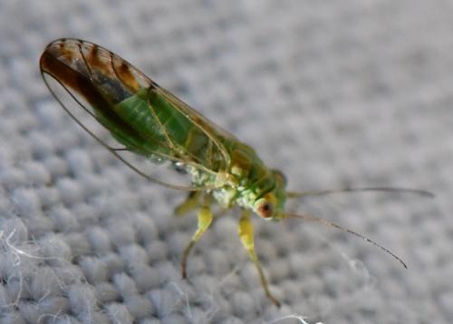 Arytaina genistae